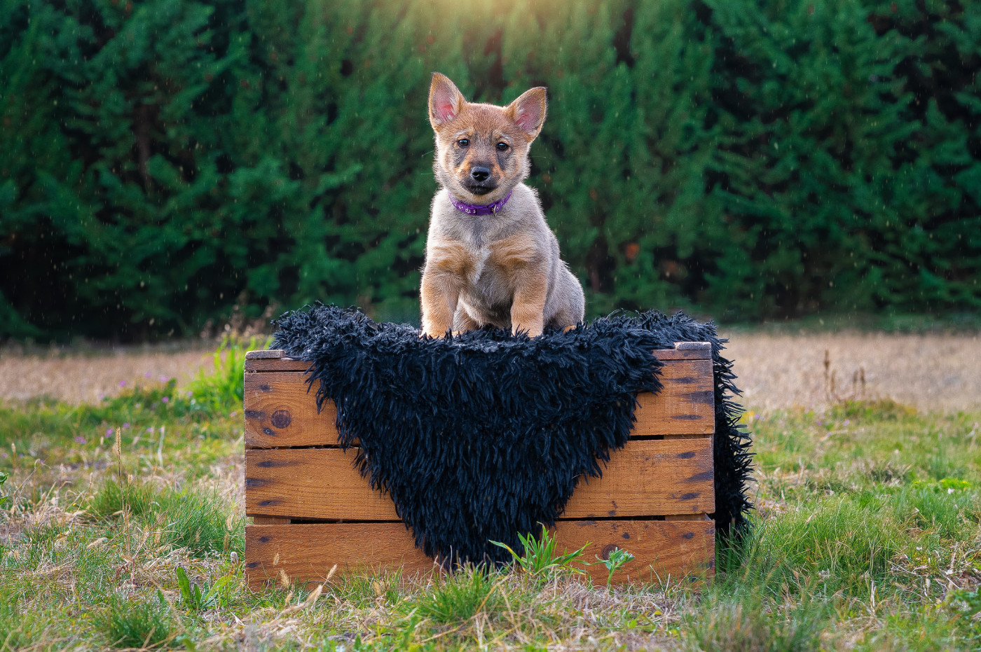 Ase Rune of Secrets Des Contes Celtiques