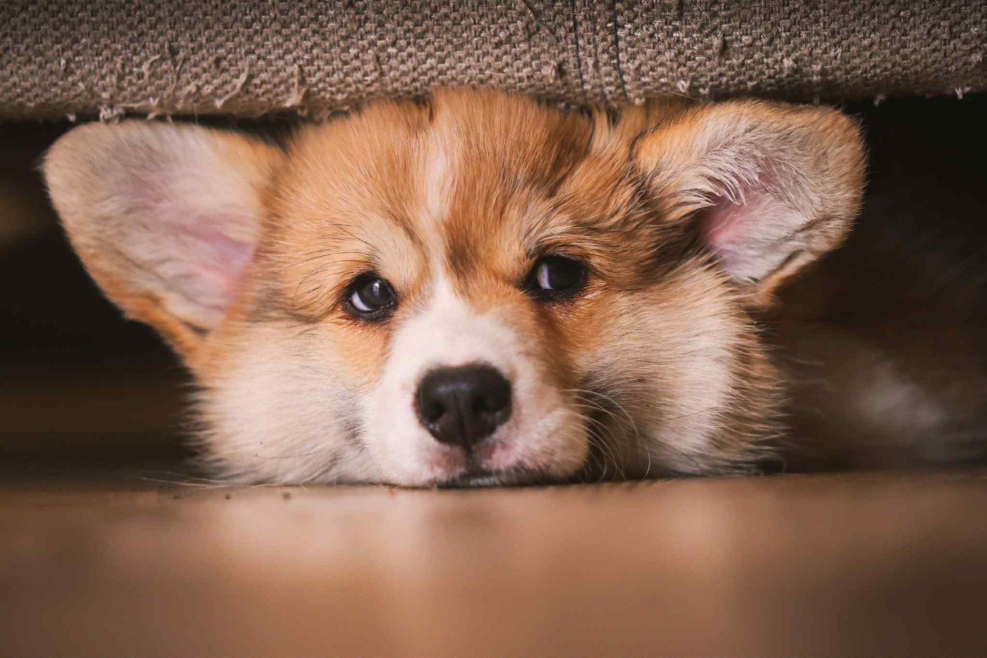 Bientot une portée de Corgi