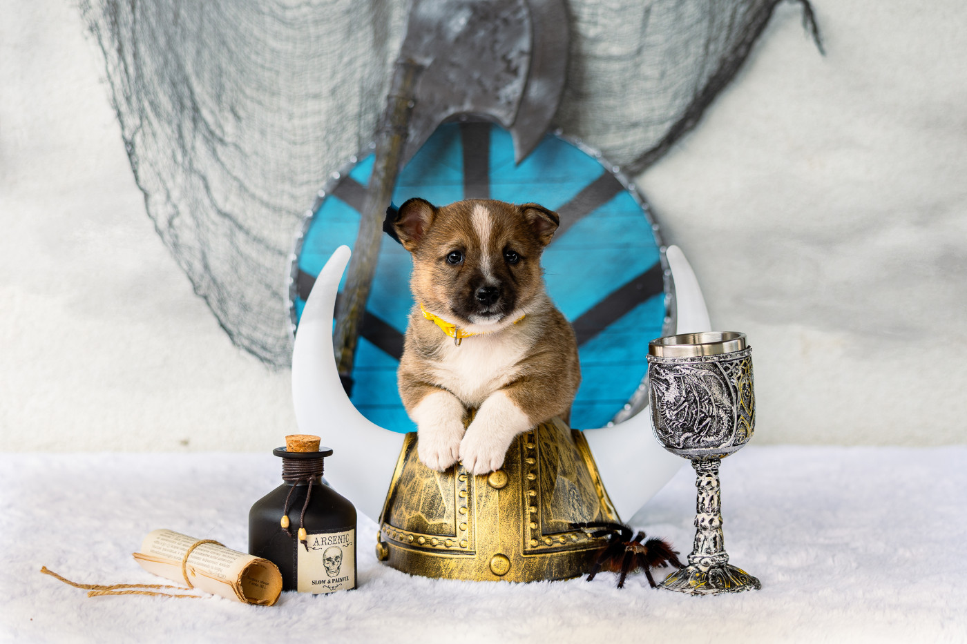 Des Contes Celtiques - Chiots disponibles - Spitz des Visigoths