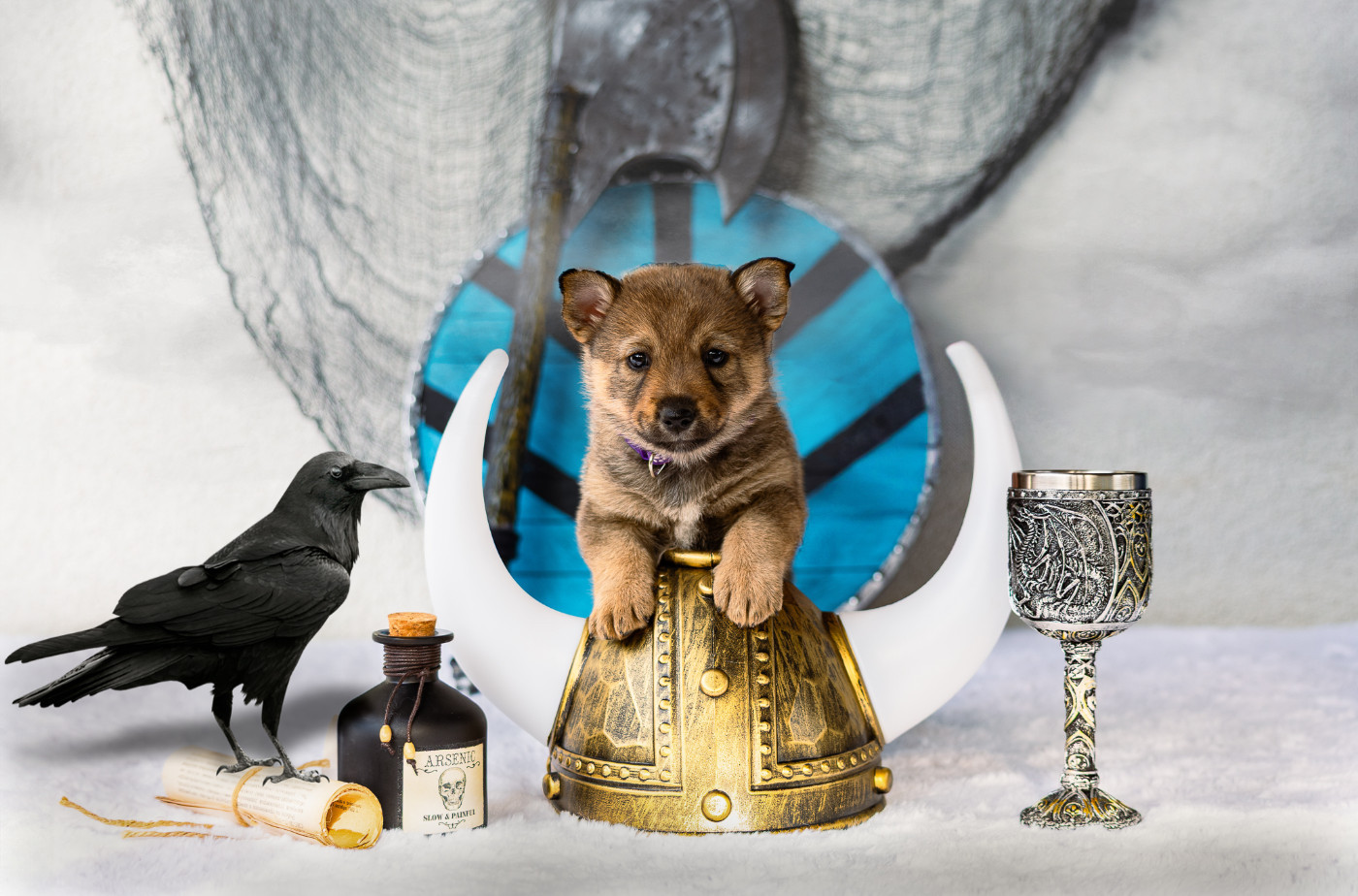 Des Contes Celtiques - Chiots disponibles - Spitz des Visigoths