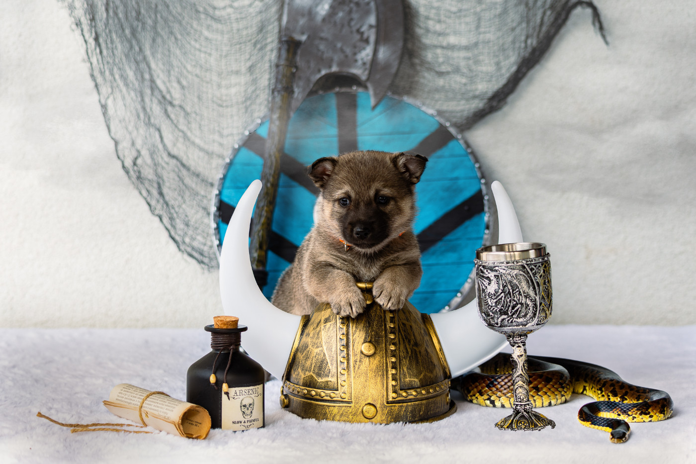 Des Contes Celtiques - Chiots disponibles - Spitz des Visigoths