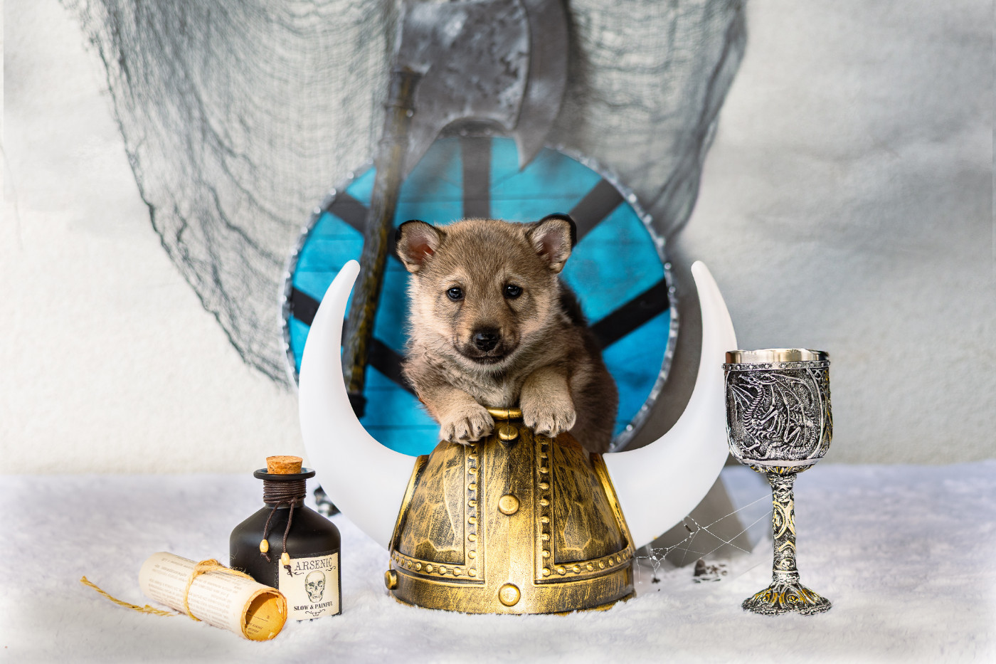 Des Contes Celtiques - Chiots disponibles - Spitz des Visigoths