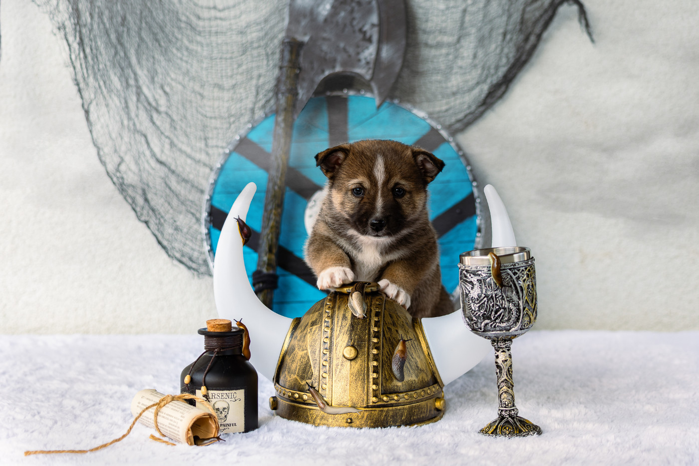 Des Contes Celtiques - Chiots disponibles - Spitz des Visigoths