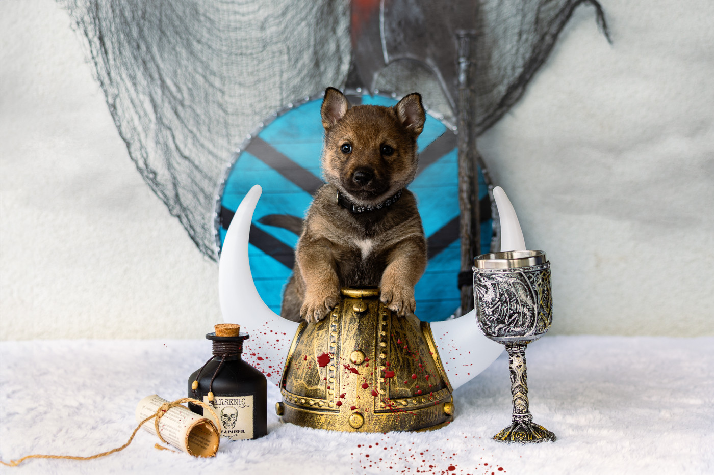 Des Contes Celtiques - Chiots disponibles - Spitz des Visigoths