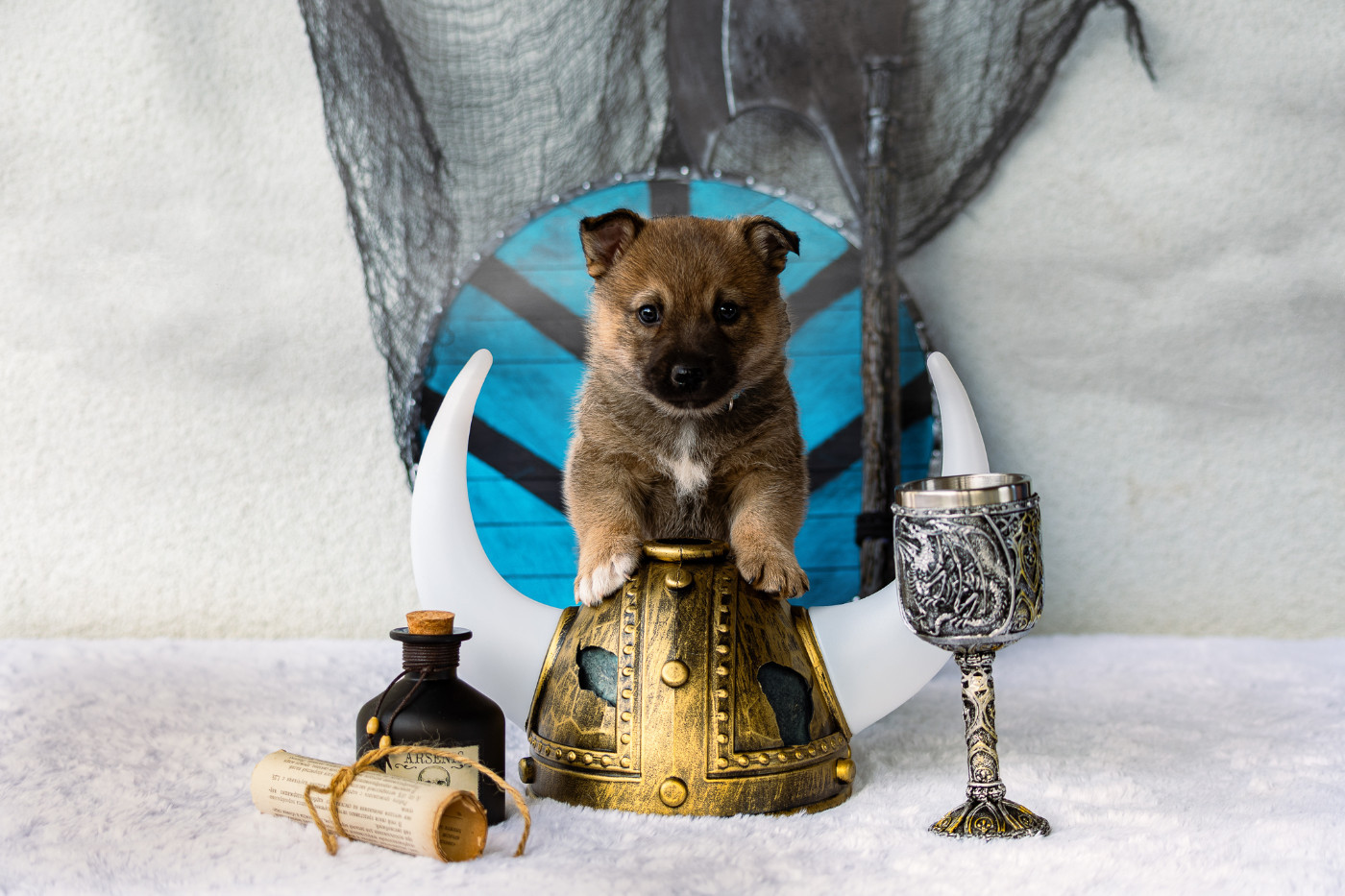 Des Contes Celtiques - Chiots disponibles - Spitz des Visigoths