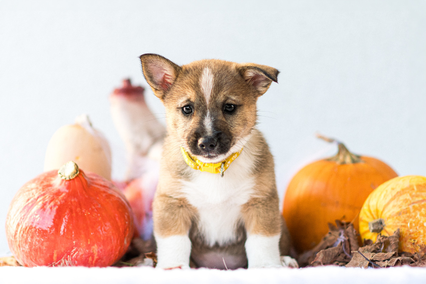 Des Contes Celtiques - Chiots disponibles - Spitz des Visigoths