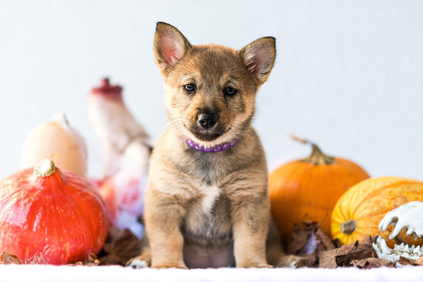 Des Contes Celtiques - Chiots disponibles - Spitz des Visigoths