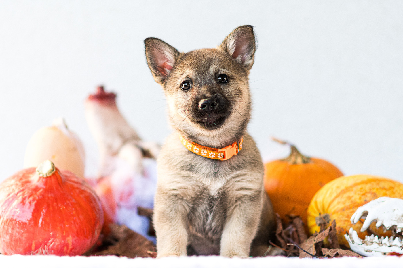 Des Contes Celtiques - Chiots disponibles - Spitz des Visigoths