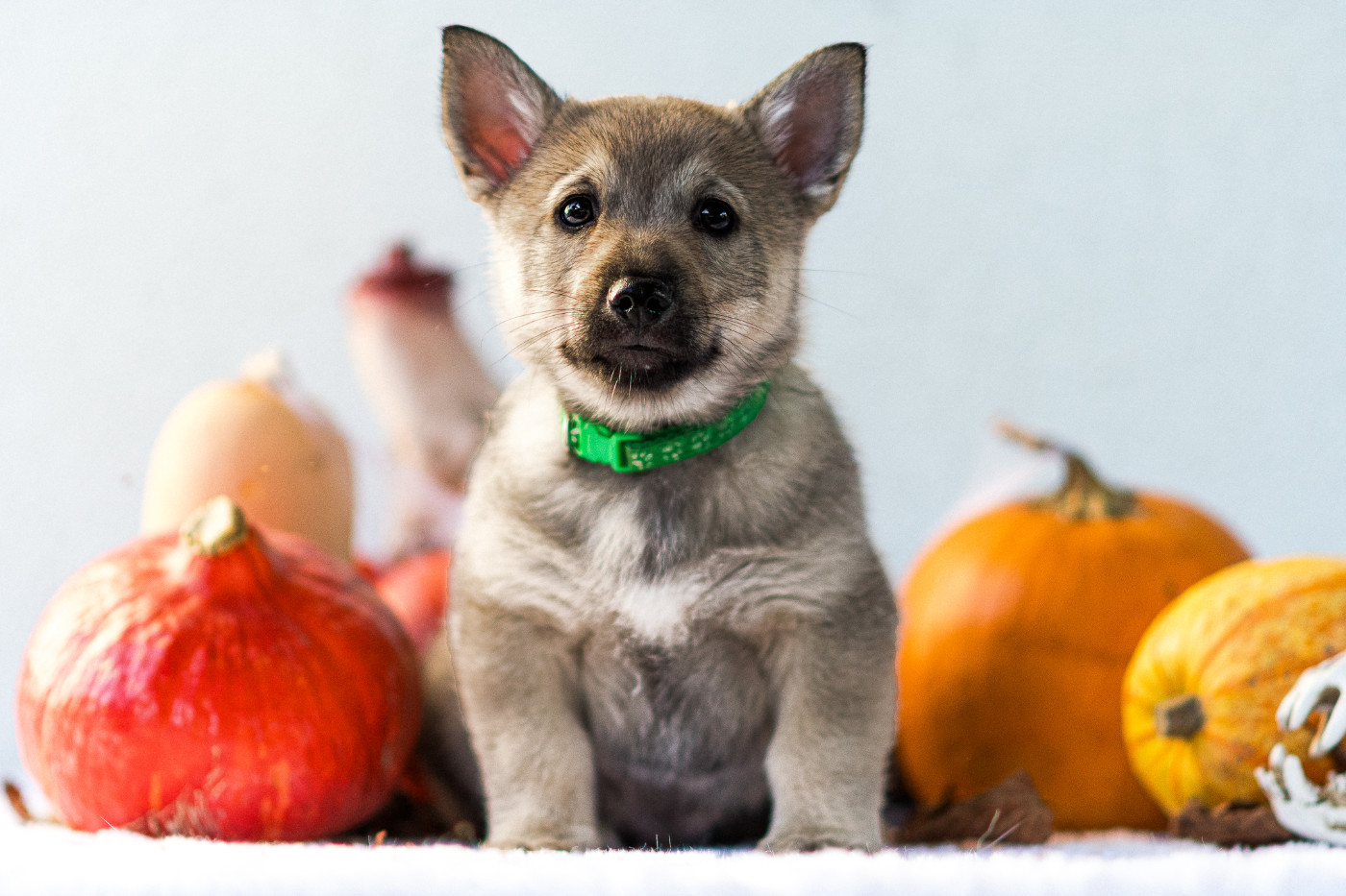 Des Contes Celtiques - Chiots disponibles - Spitz des Visigoths