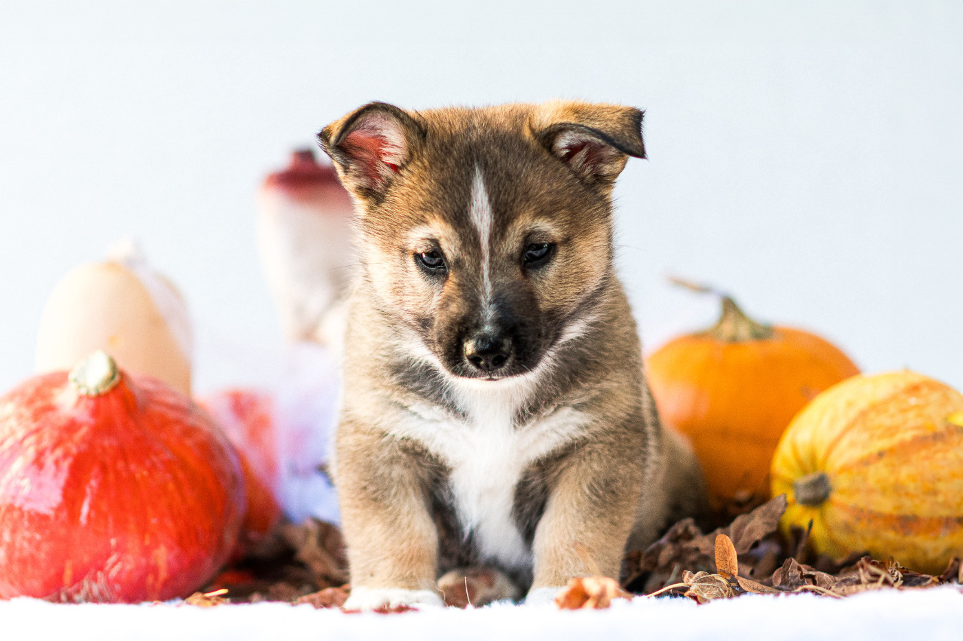 Des Contes Celtiques - Chiots disponibles - Spitz des Visigoths