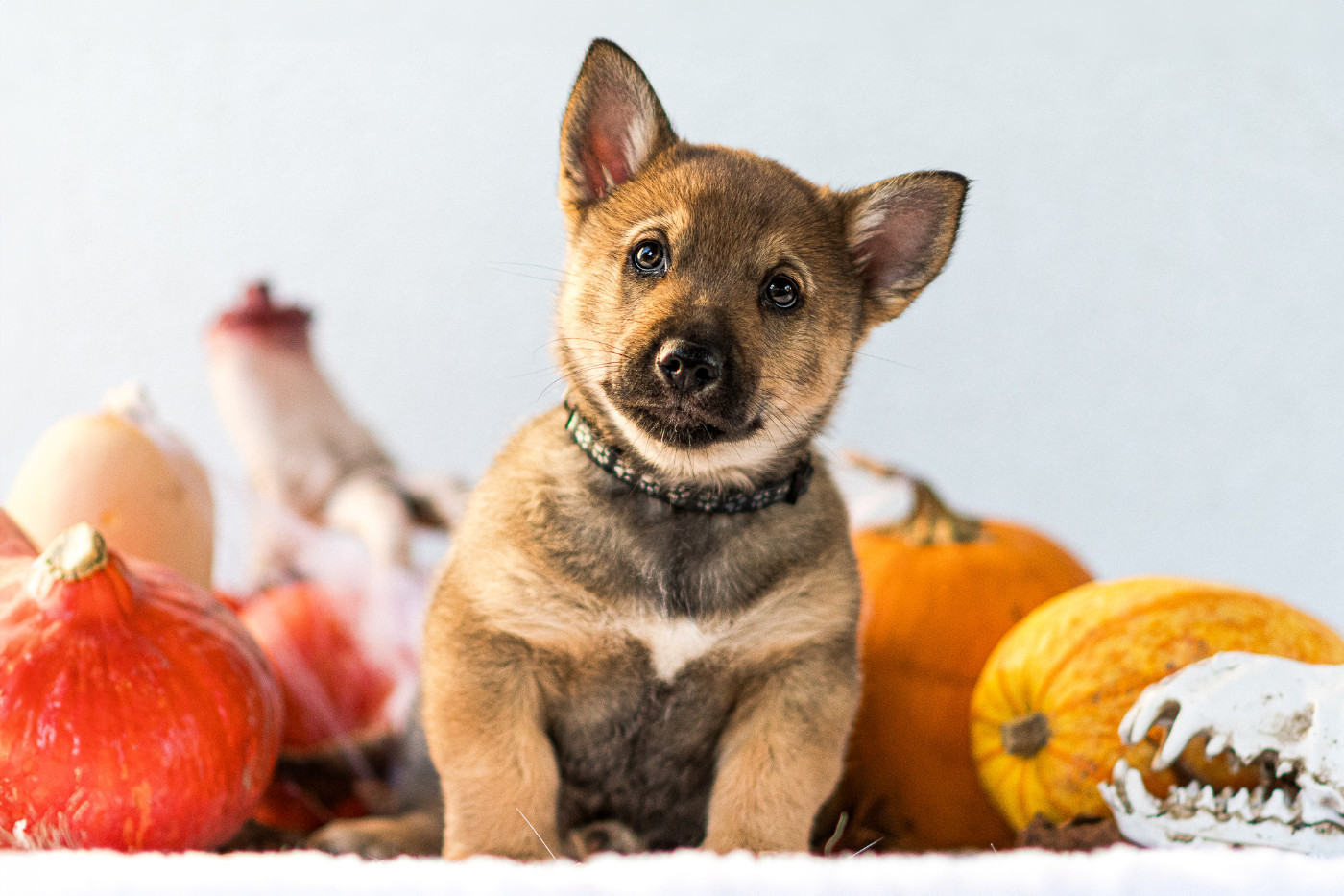 Des Contes Celtiques - Chiots disponibles - Spitz des Visigoths