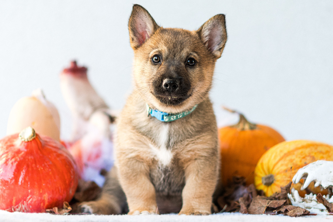 Des Contes Celtiques - Chiots disponibles - Spitz des Visigoths