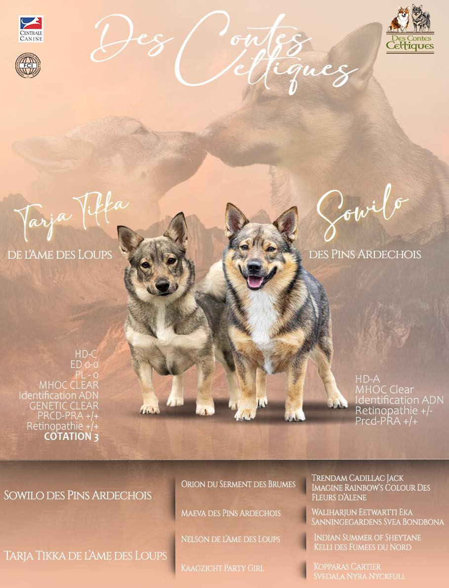 Des Contes Celtiques - Spitz des Visigoths - Portée née le 08/09/2025