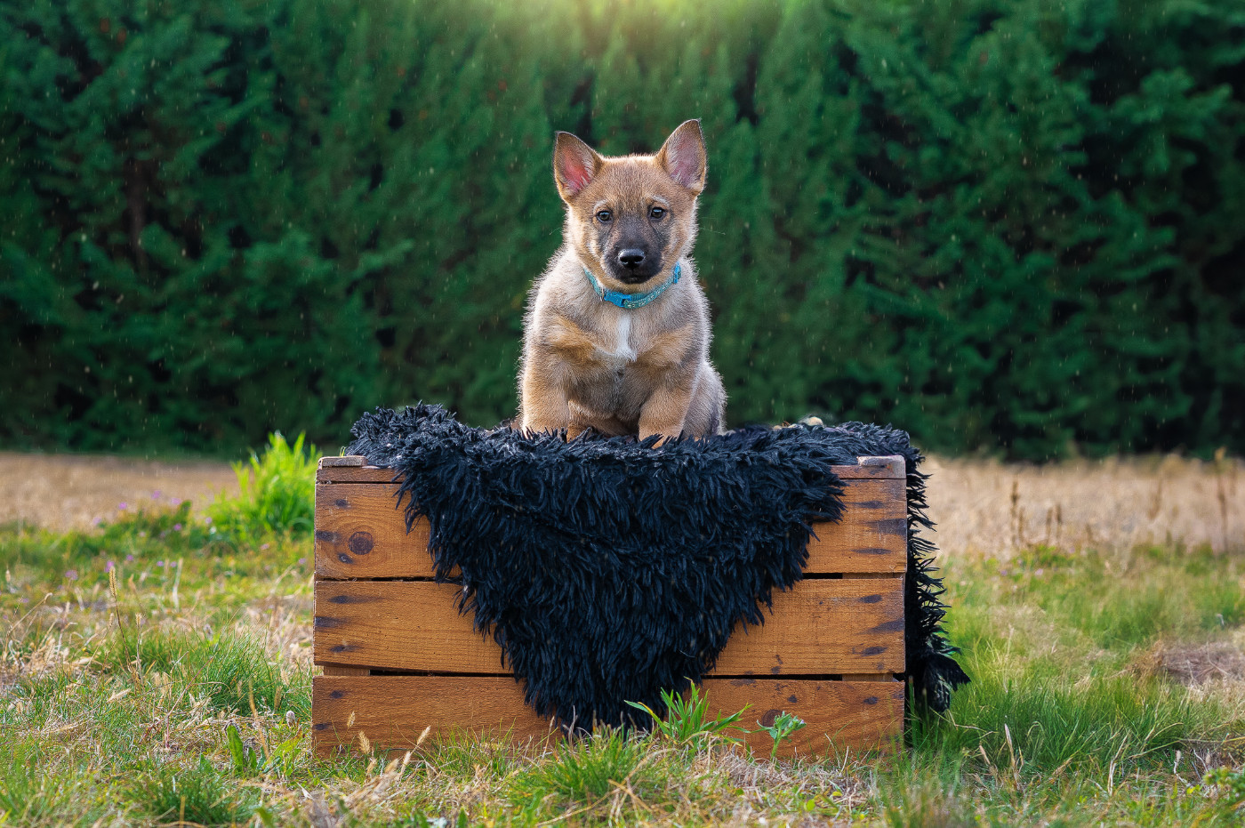 Des Contes Celtiques - Chiots disponibles - Spitz des Visigoths
