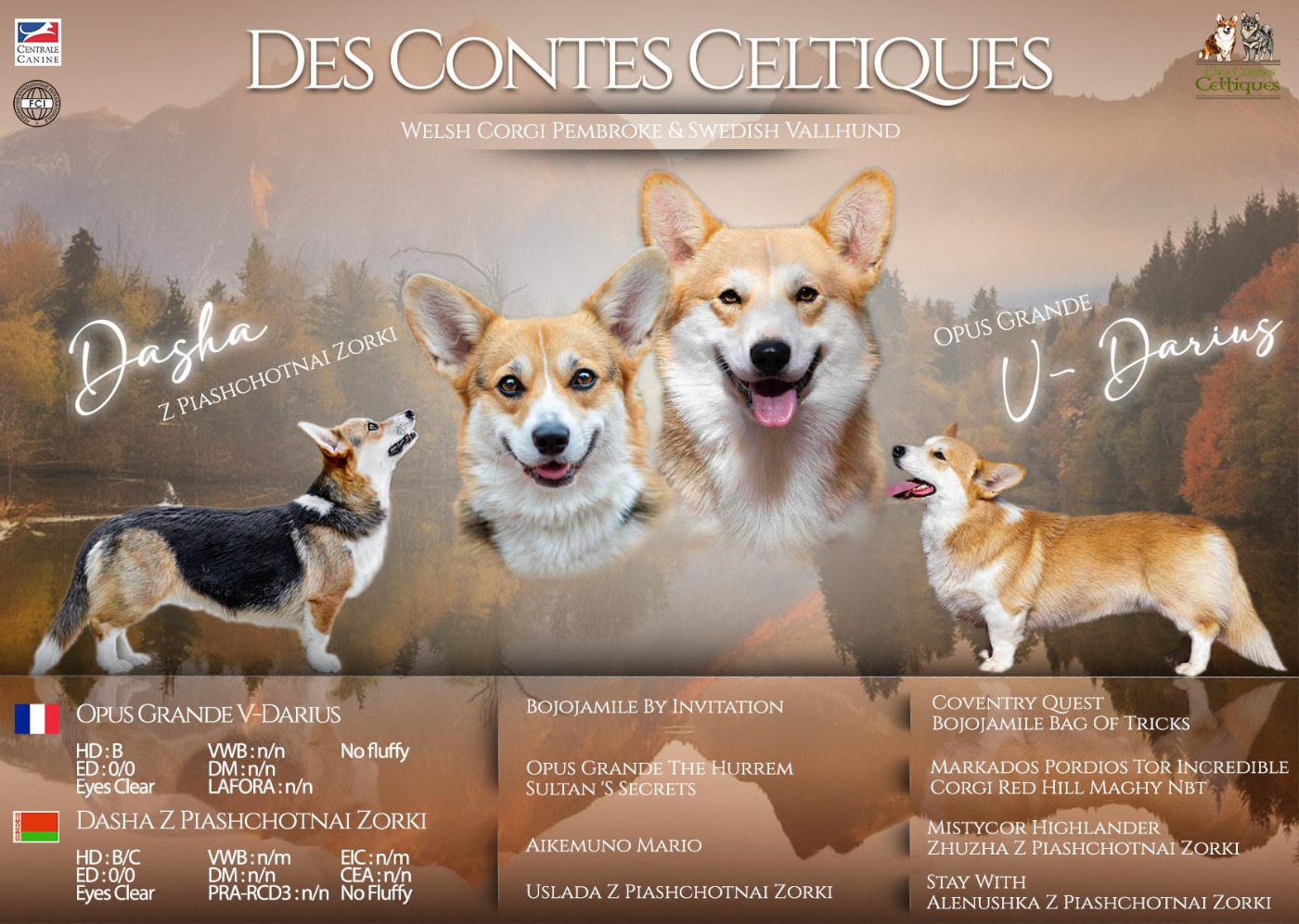 Chiot Welsh Corgi Pembroke Des Contes Celtiques