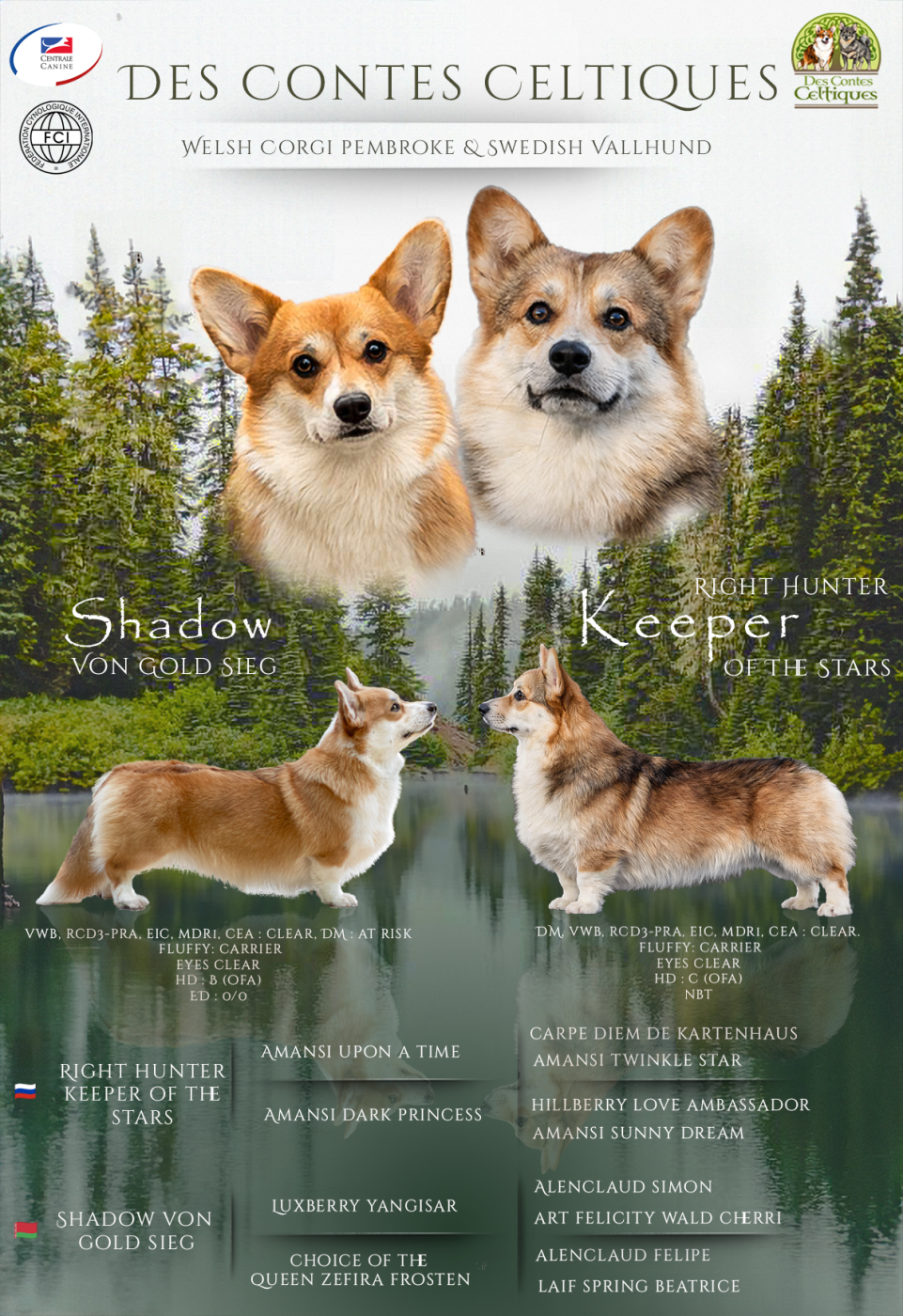 Chiot Welsh Corgi Pembroke Des Contes Celtiques