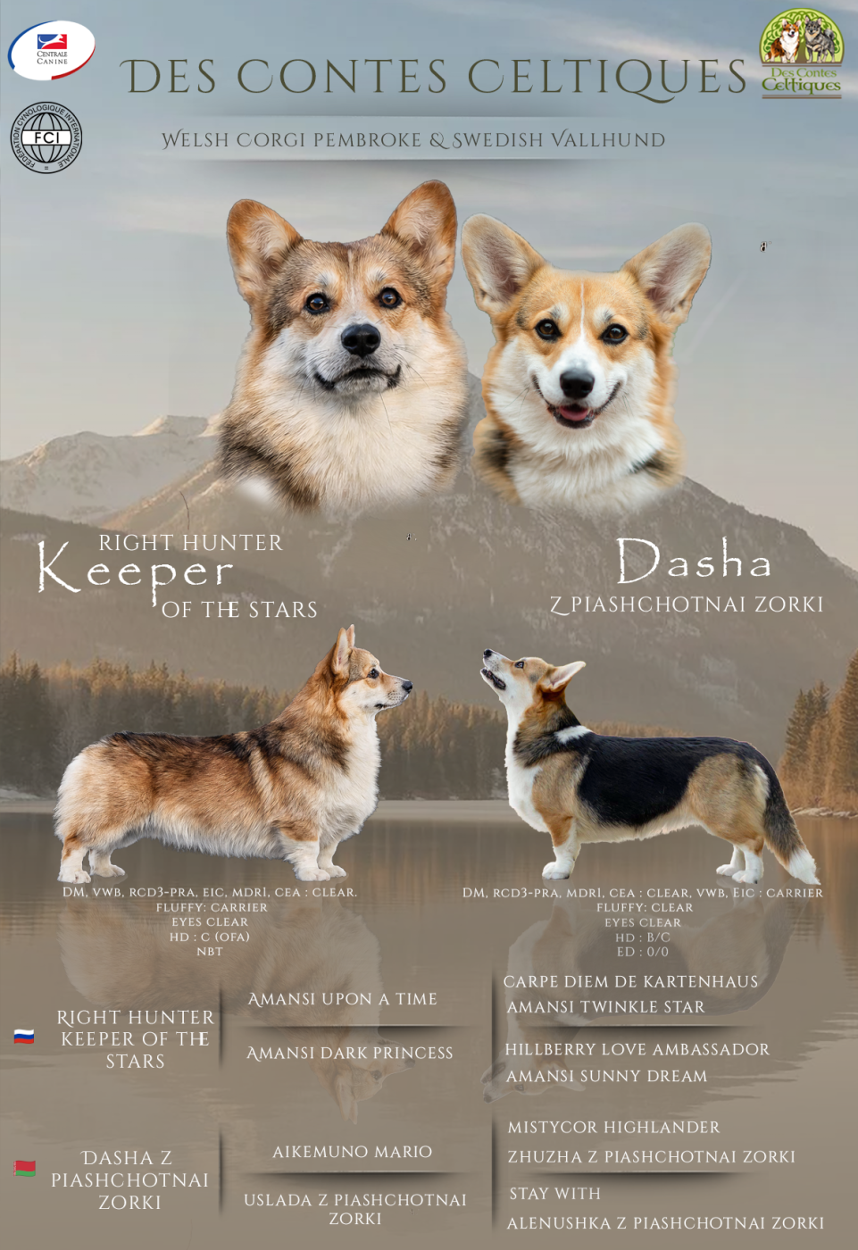 Chiot Welsh Corgi Pembroke Des Contes Celtiques