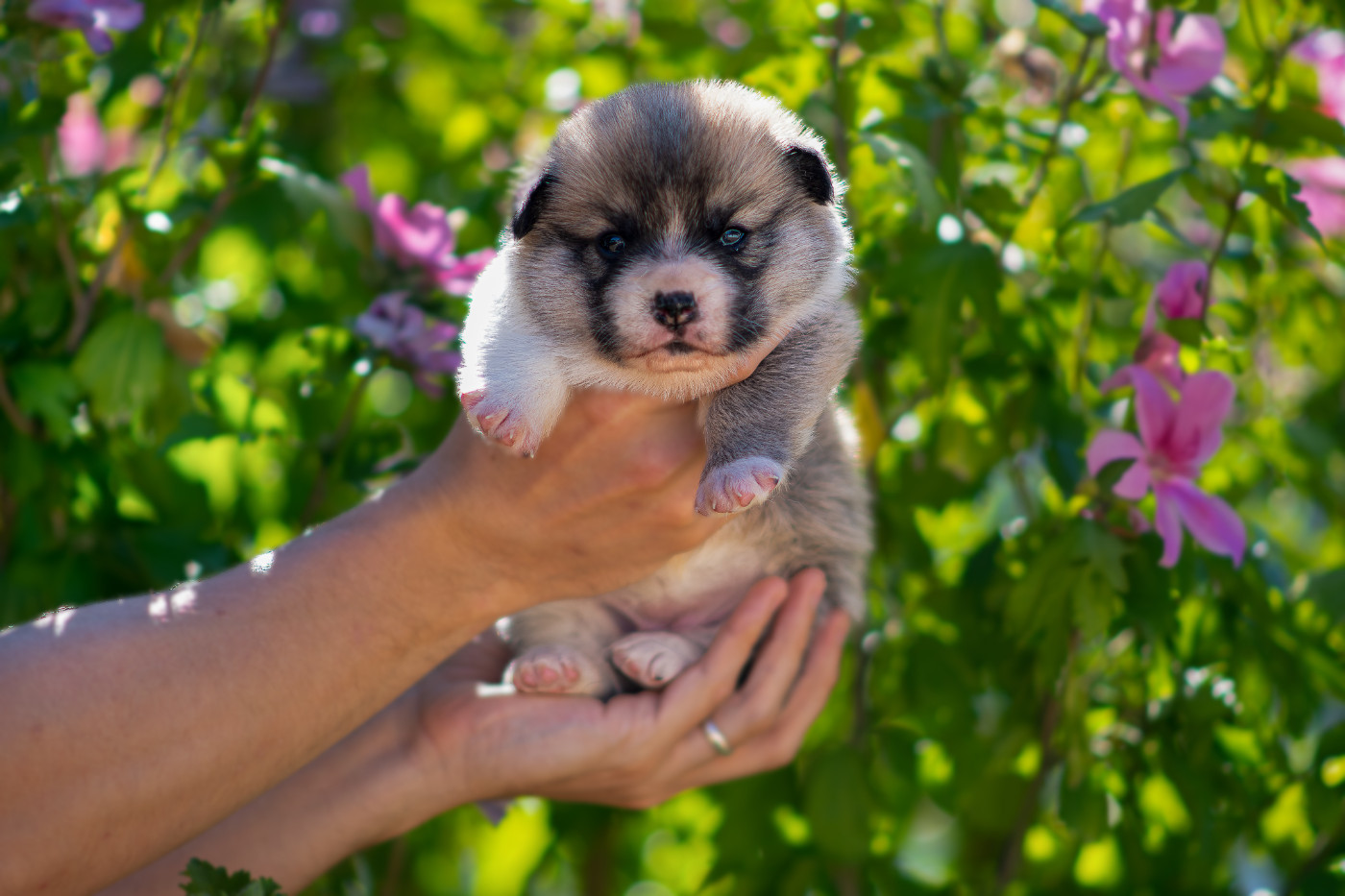 Des Contes Celtiques - Chiots disponibles - Welsh Corgi Pembroke