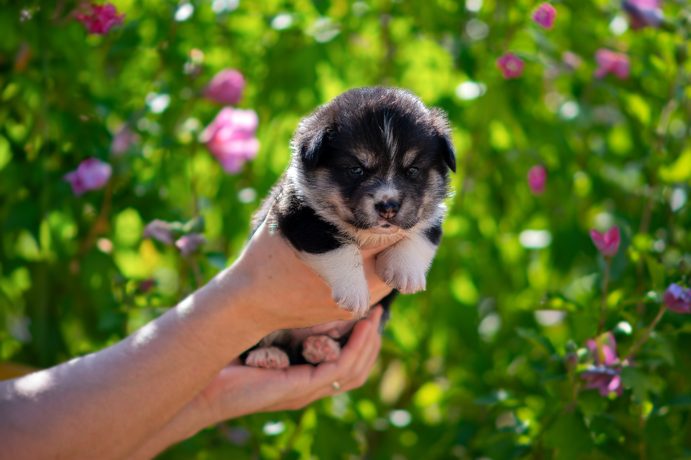 Des Contes Celtiques - Chiots disponibles - Welsh Corgi Pembroke
