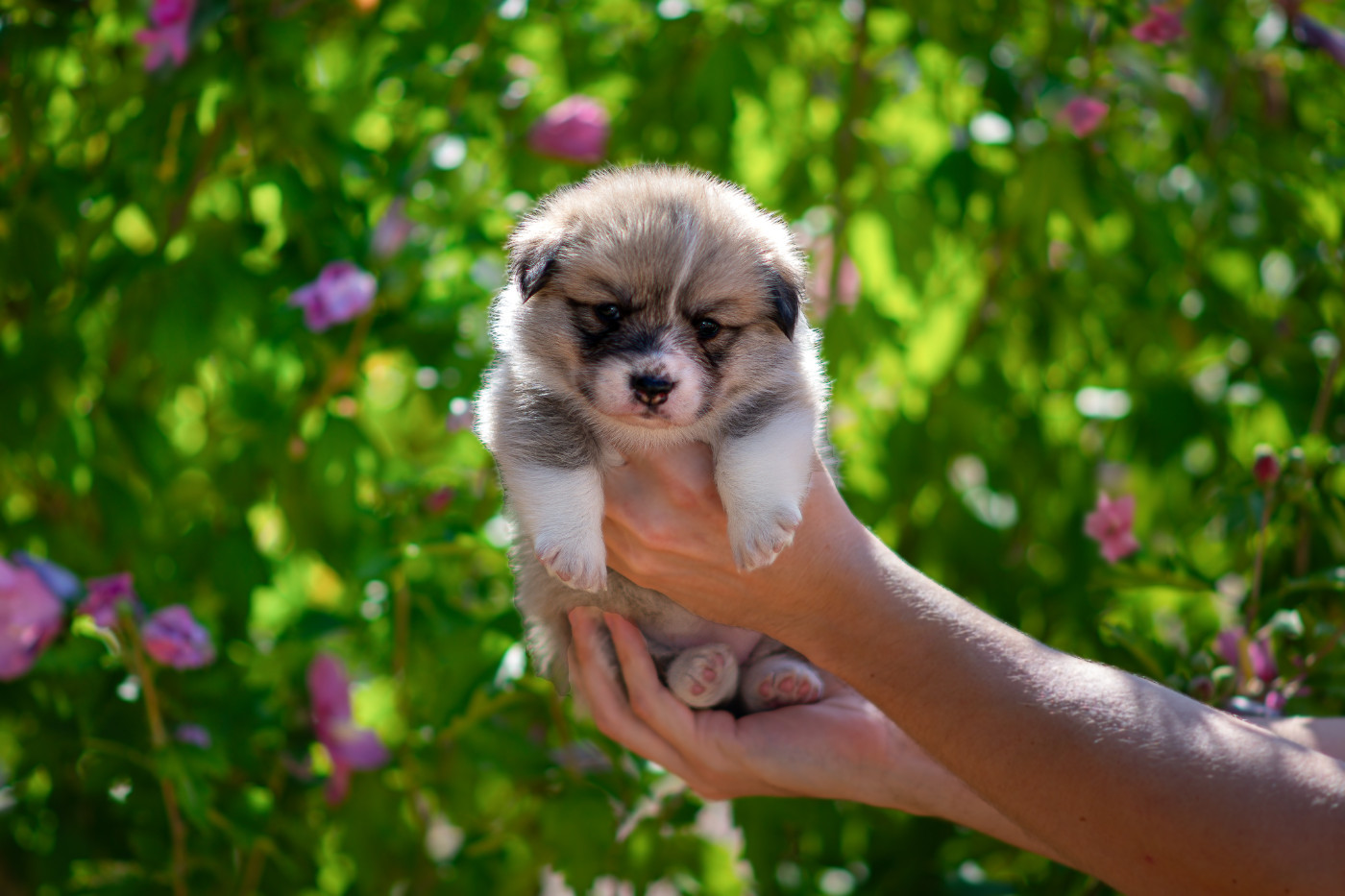Des Contes Celtiques - Chiots disponibles - Welsh Corgi Pembroke