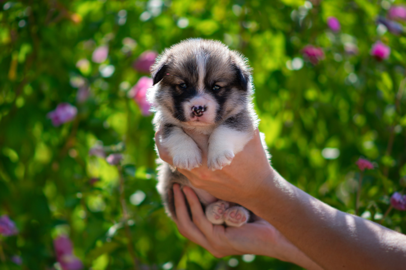 Des Contes Celtiques - Chiots disponibles - Welsh Corgi Pembroke