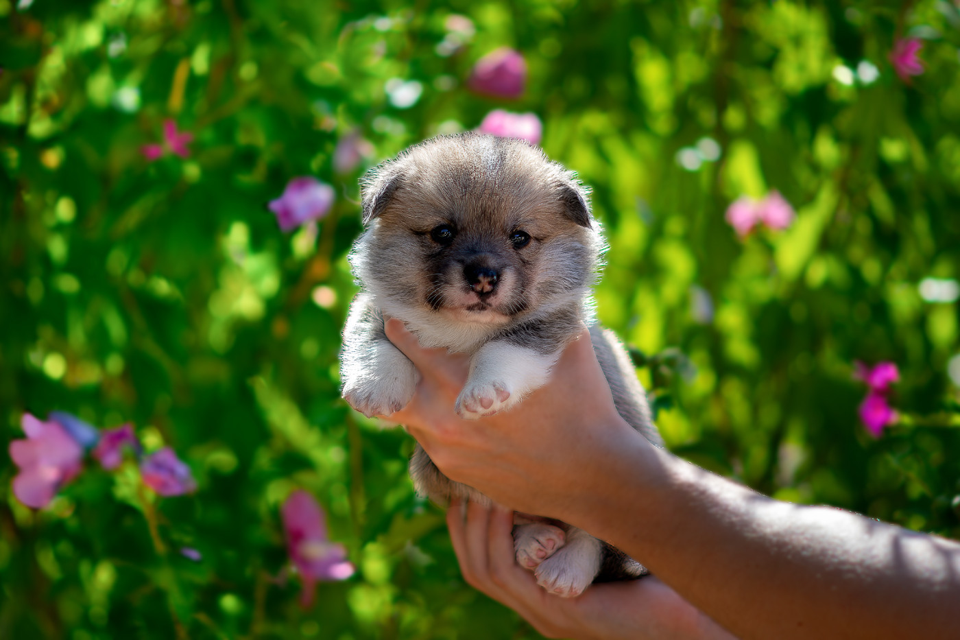 Des Contes Celtiques - Chiots disponibles - Welsh Corgi Pembroke
