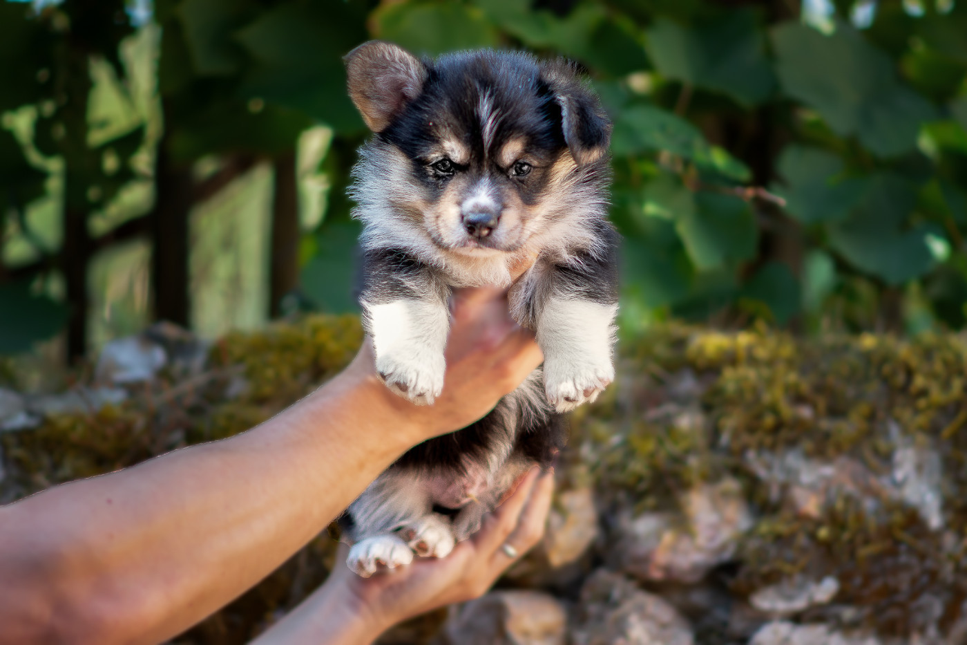 Des Contes Celtiques - Chiots disponibles - Welsh Corgi Pembroke