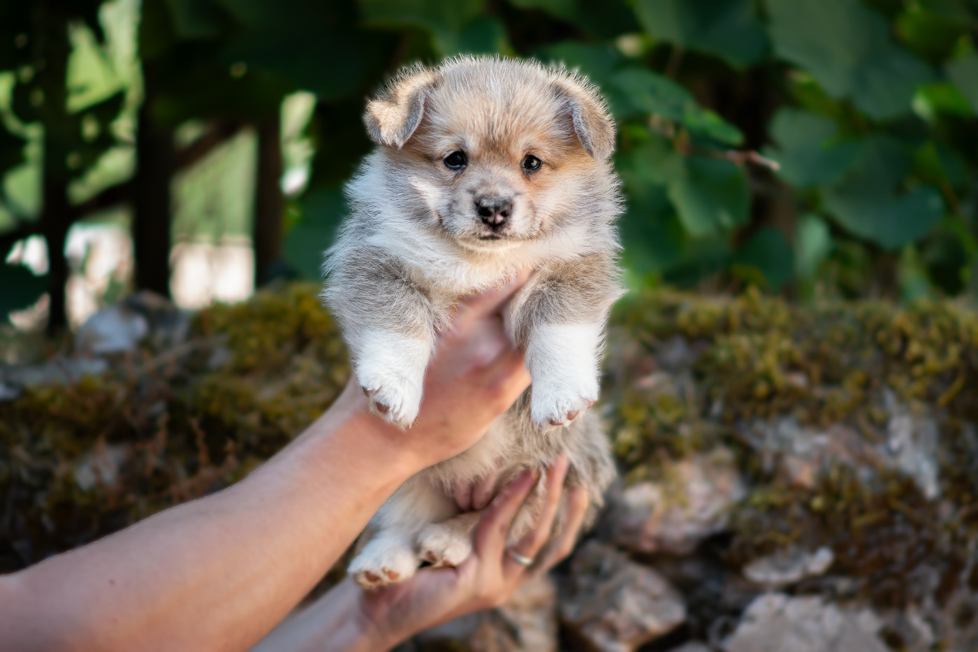 Des Contes Celtiques - Chiots disponibles - Welsh Corgi Pembroke