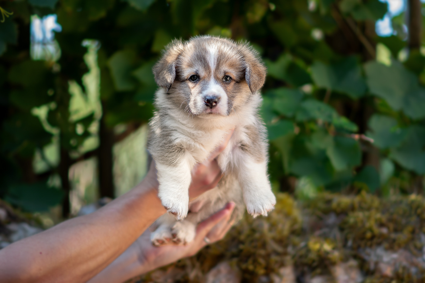 Des Contes Celtiques - Chiots disponibles - Welsh Corgi Pembroke