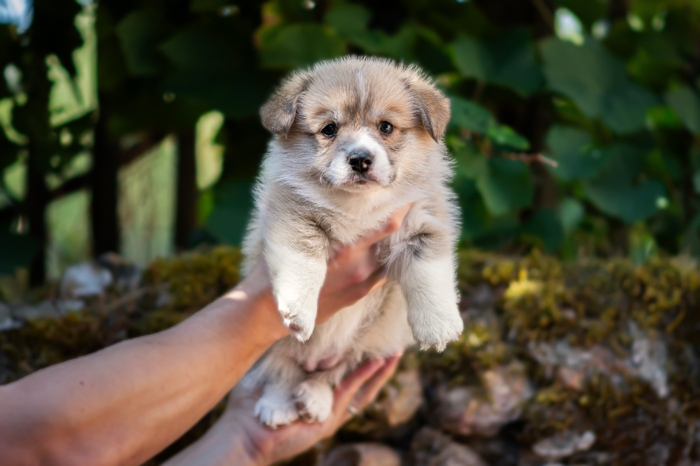 Des Contes Celtiques - Chiots disponibles - Welsh Corgi Pembroke