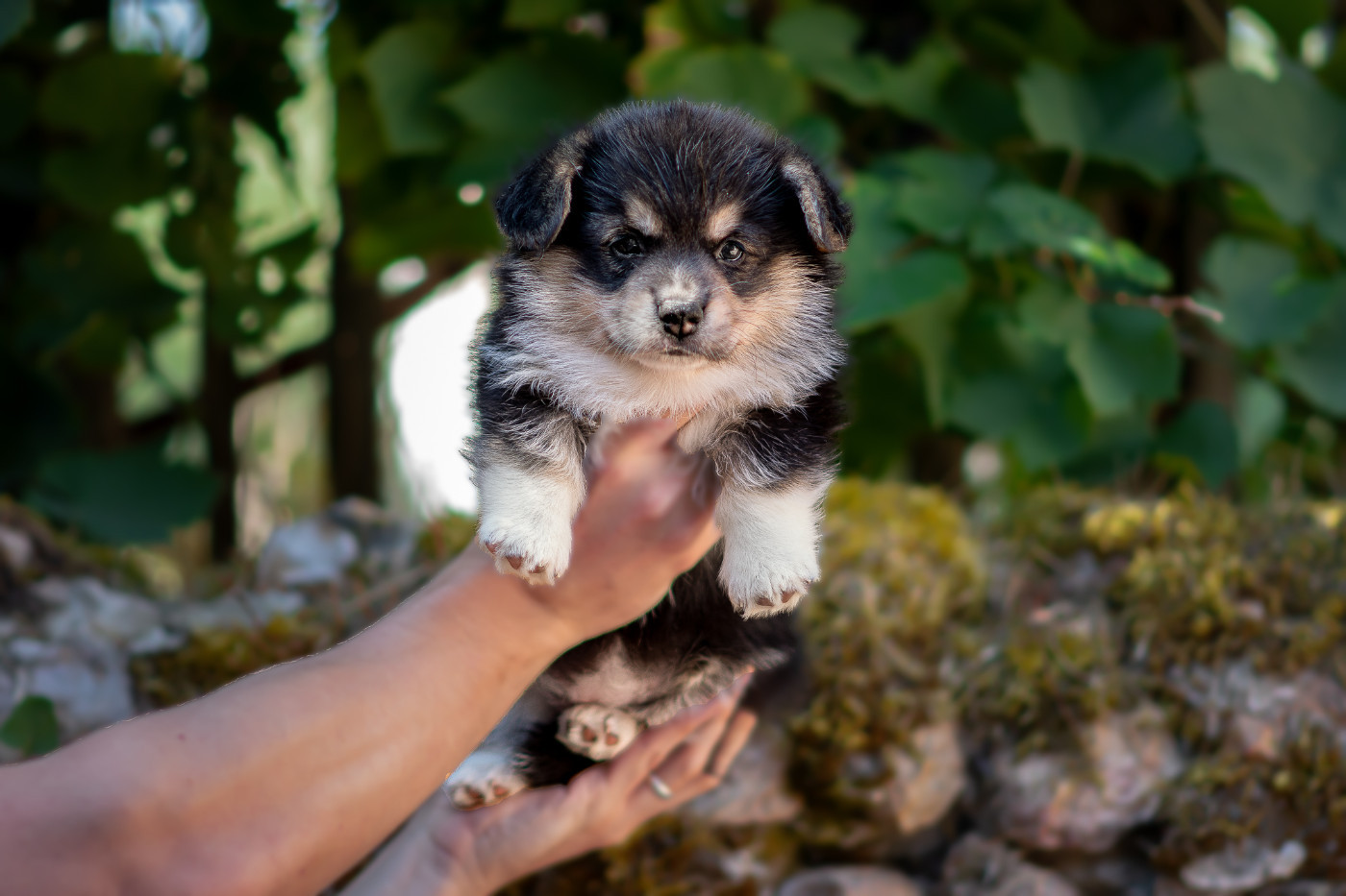 Des Contes Celtiques - Chiots disponibles - Welsh Corgi Pembroke