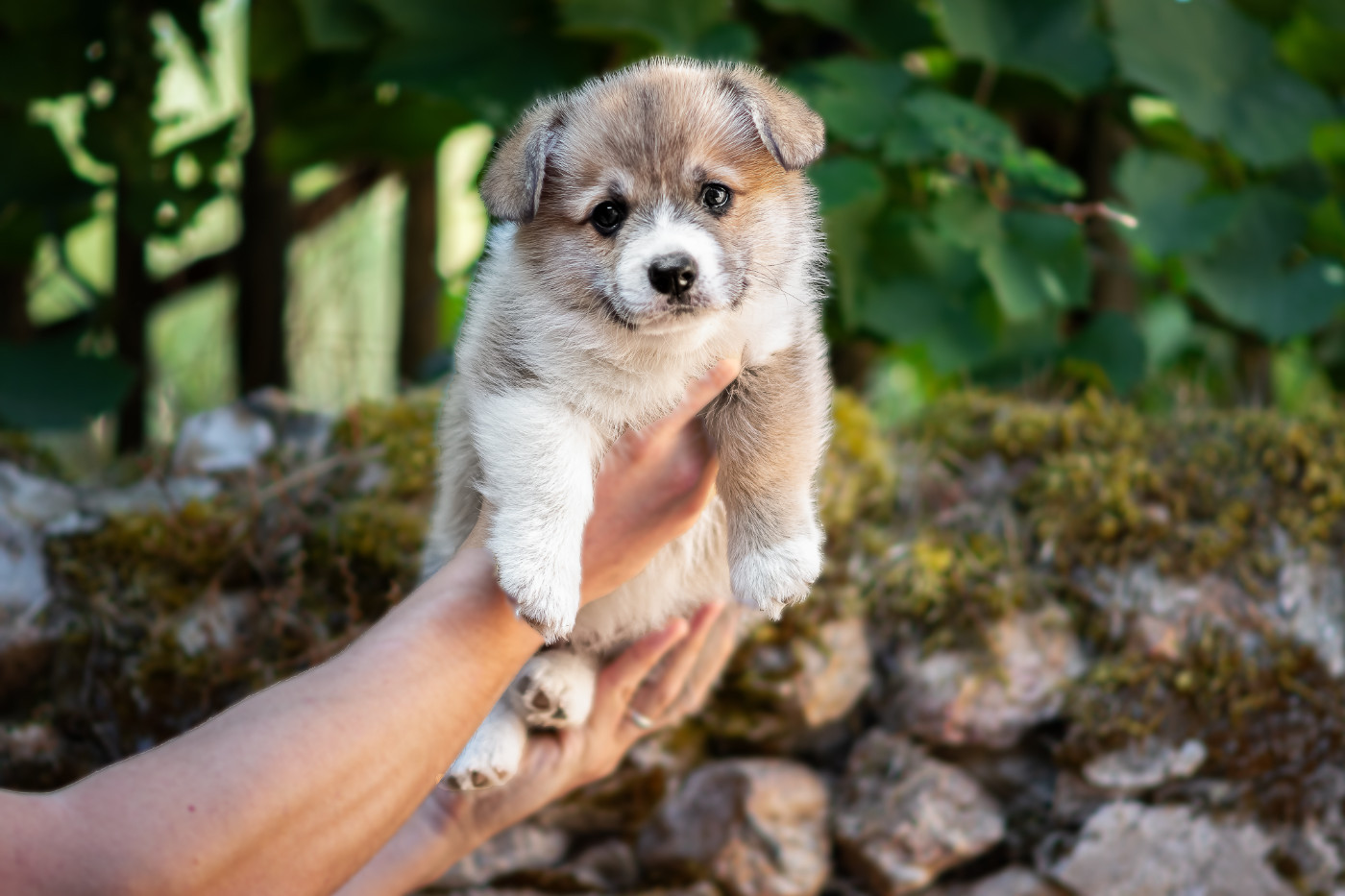 Des Contes Celtiques - Chiots disponibles - Welsh Corgi Pembroke
