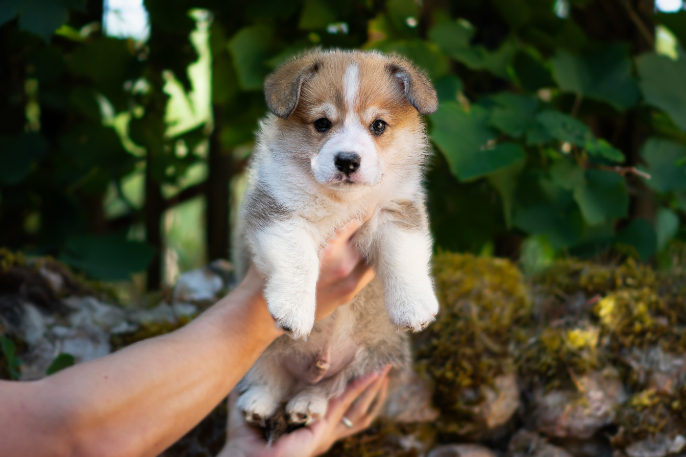 Des Contes Celtiques - Chiots disponibles - Welsh Corgi Pembroke