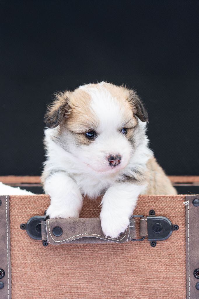 Des Contes Celtiques - Chiots disponibles - Welsh Corgi Pembroke