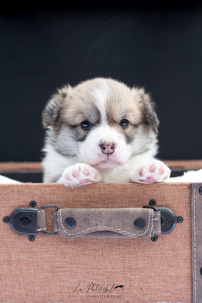 Des Contes Celtiques - Chiots disponibles - Welsh Corgi Pembroke