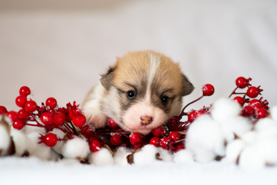 Arwen Dragon's Spirit