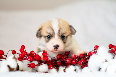 Ásdorà Dragon's Ember