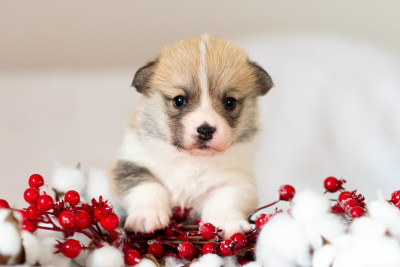 Ågæta Dragon's Soul