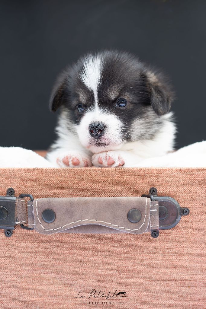 Des Contes Celtiques - Chiots disponibles - Welsh Corgi Pembroke