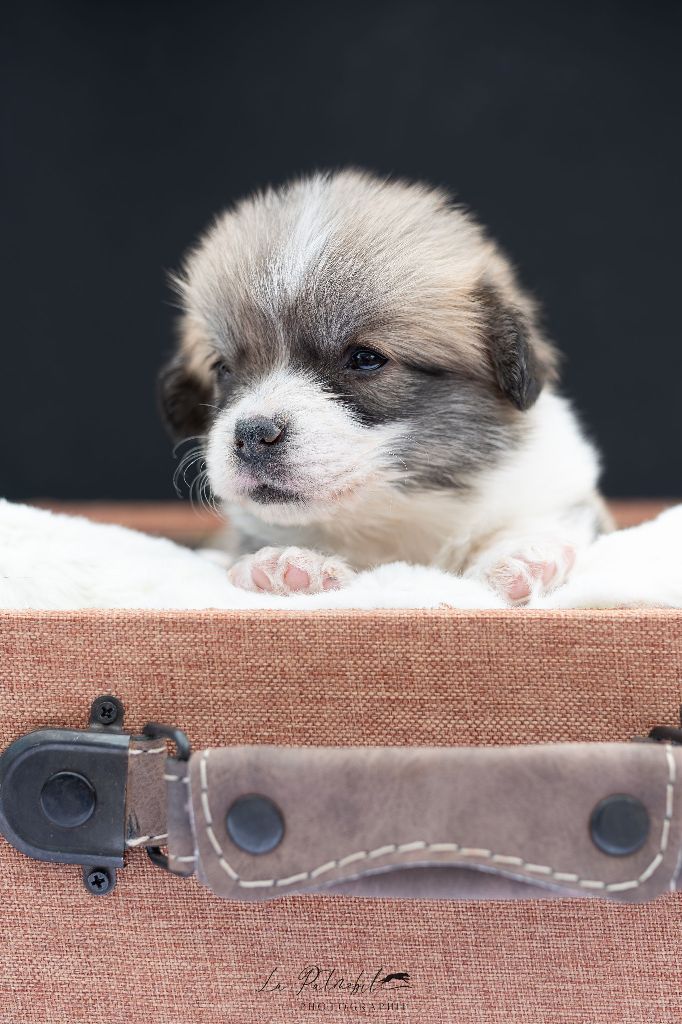 Des Contes Celtiques - Chiots disponibles - Welsh Corgi Pembroke